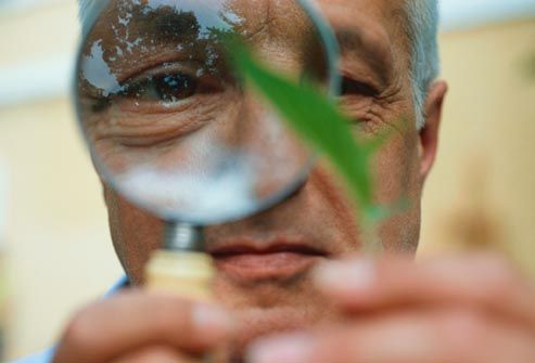Man looking at a leaf with a magnifying glass