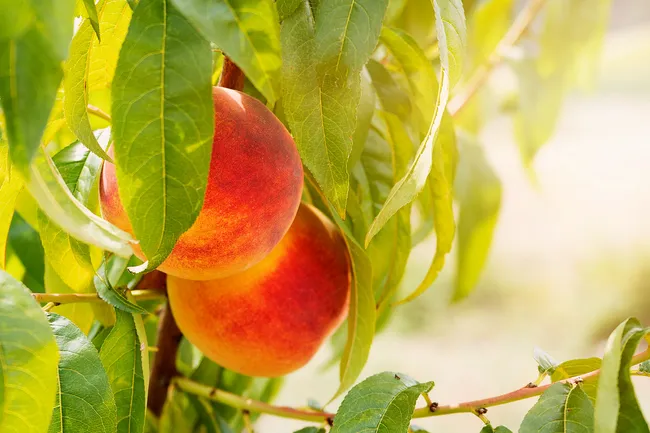 photo of peaches
