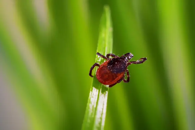 Do All Ticks Transmit Lyme Disease?