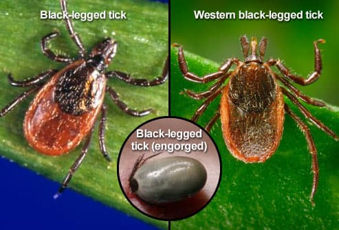 Three different black-legged (deer) ticks