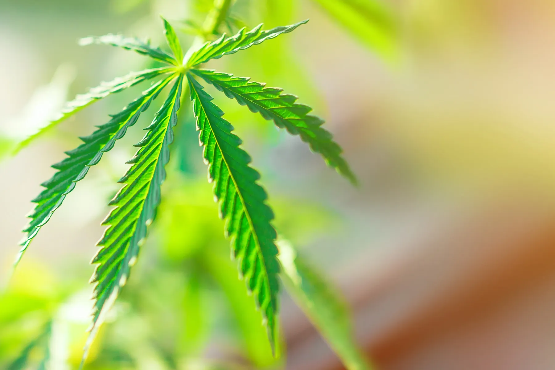 growing marijuana plant