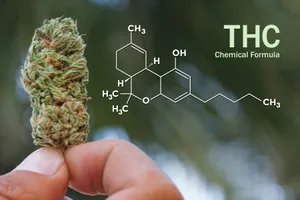 Buy THC weed strains Volos Buy CBD weed strains loannina Buy weed concentrates Trikala Marijuana edibles dispensary Chalcis Μαριχουάνα βρώσιμα διανομέα Chalcis