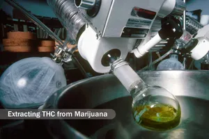 marijuana medical research