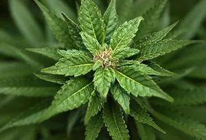 medical marijuana plant
