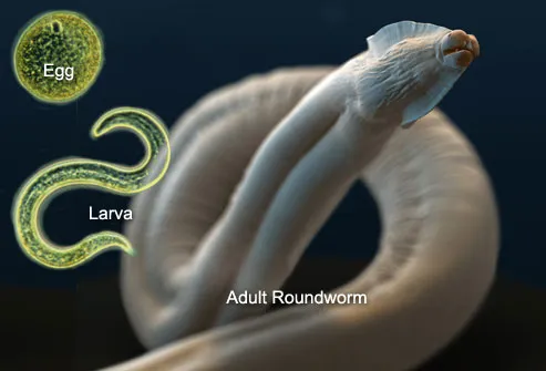 Lifecycle of a Roundworm