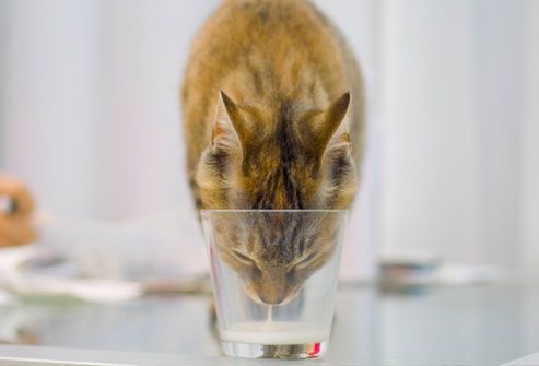 Cat Drinking Milk