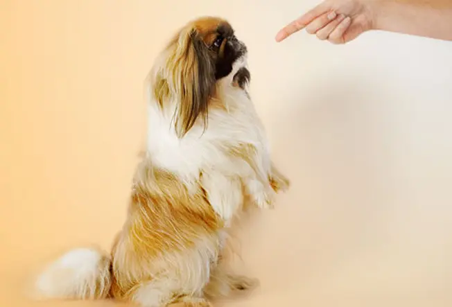 You Scold Pets for 'Accidents'