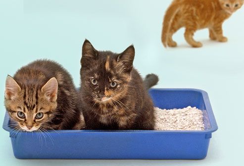 Kittens Using the Litter Box