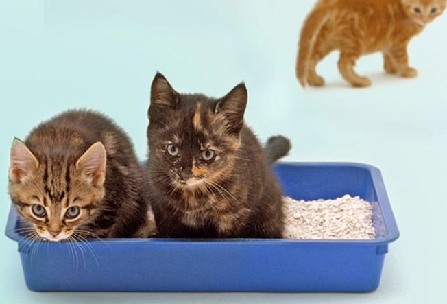 You Make Cats Share a Litter Box