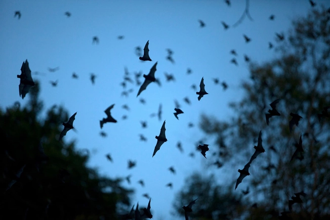 No: Bats