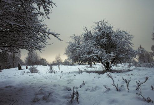 Snow Covered Swedish Landscape