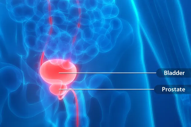 photo of bladder and prostate gland anatomy