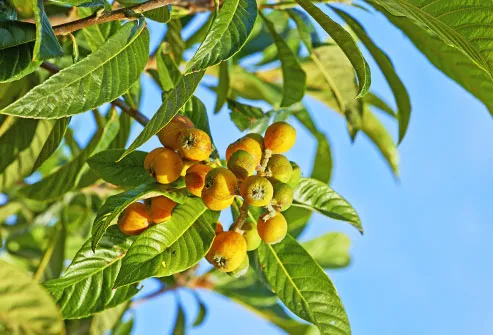 marula fruit on tree