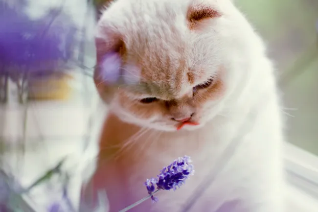 cat smelling lavender