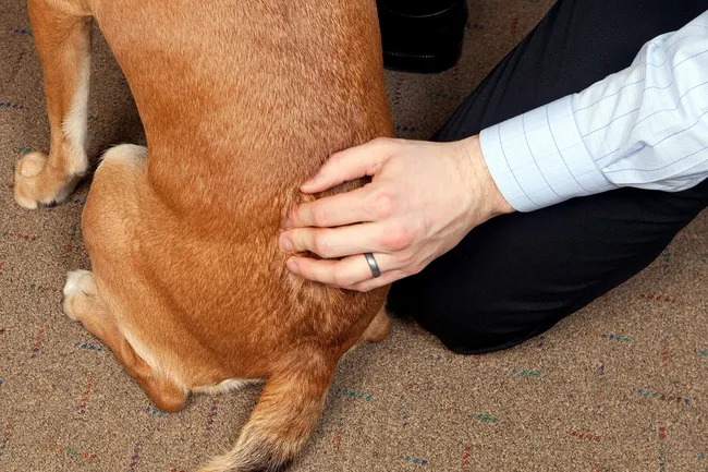 dog getting chiropractic adjustment