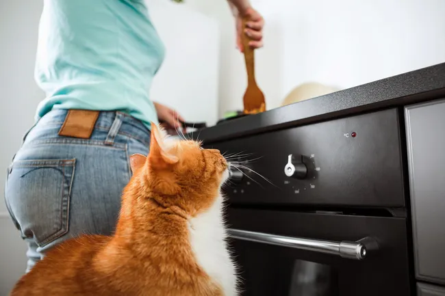 person cooking for cat