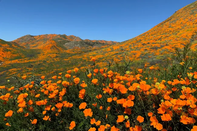 photo of California poppy