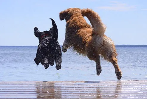 dogs jumping off dock