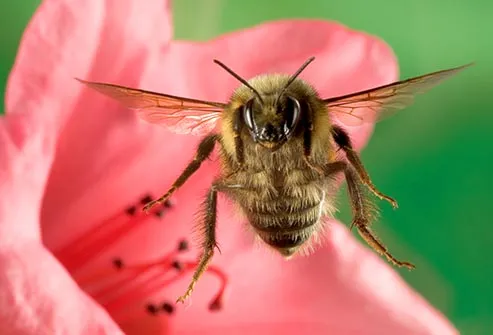 bumblebee in flight