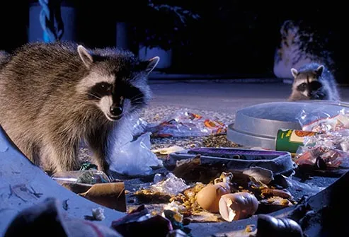 raccoons in trash