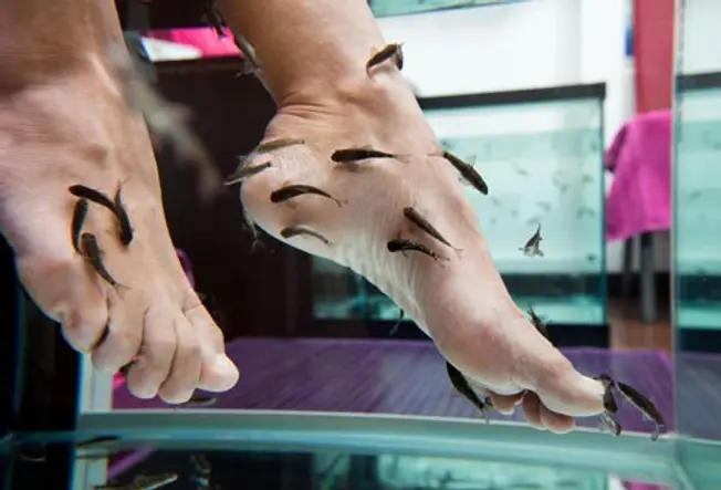 Don't Get Hooked on Fish Pedicures