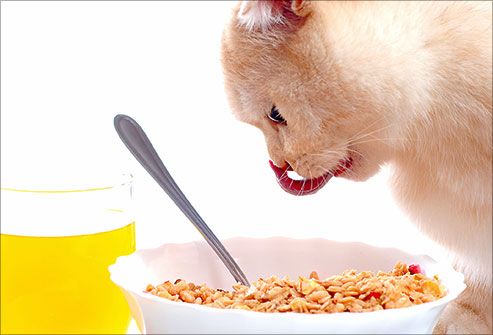 what is cat diet