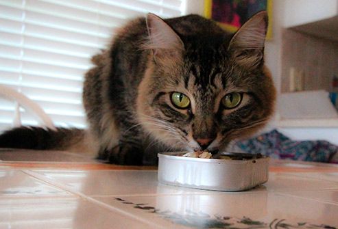 People Foods Your Cat Can Eat Pictures,Chuck Steak Recipes
