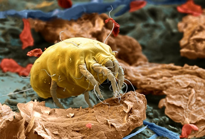 Dust Mites Love Doggy Domains