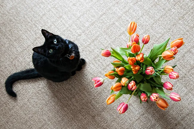 photo of cat and tulips