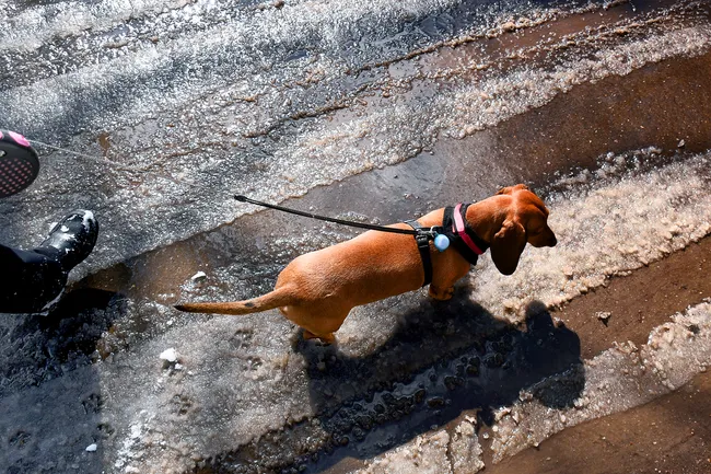 photo of dog walking in slush