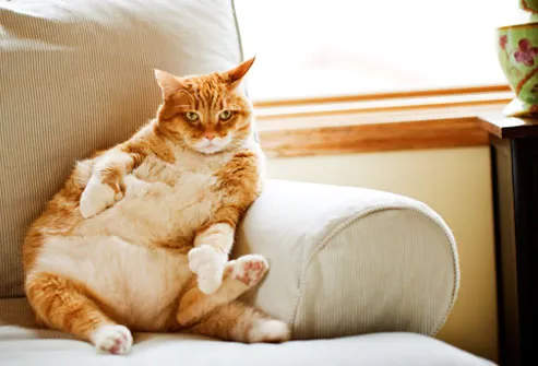 Extremely fat cat reclining on sofa