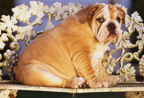 Garden bench buckling under an overweight bulldog 