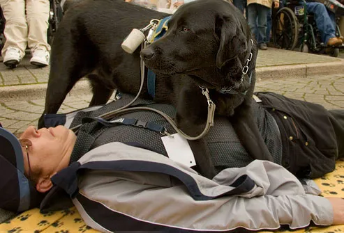 Trained seizure dog with owner