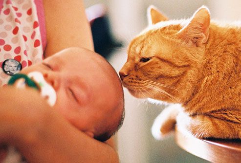 Los gatos y la prevención del asma