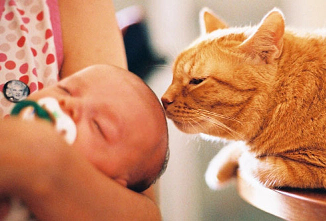 Cats and Asthma Prevention