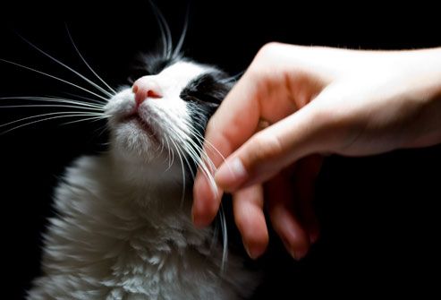 A hand stroking a black and white cat