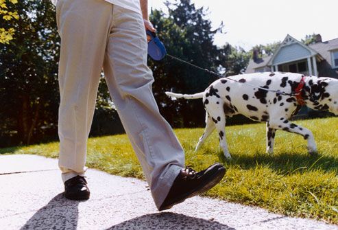 Man Walking Dalmatian Dog