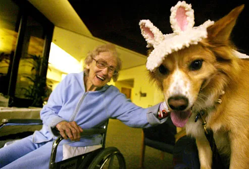 Hospital Therapy Dogs Dress Up for Halloween