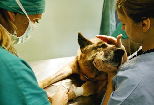 Veterinarian Preparing Dog For Surgery