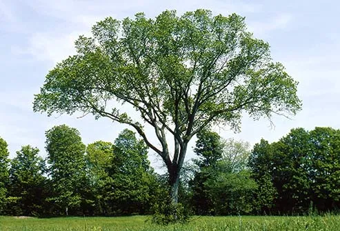 elm tree