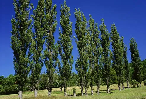 poplar trees