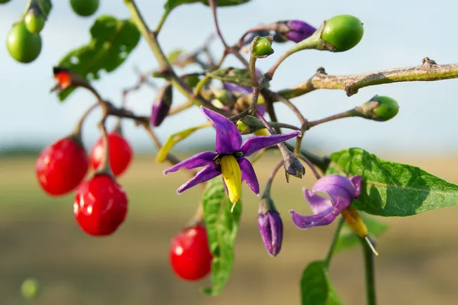 bitter nightshade plant with red berries