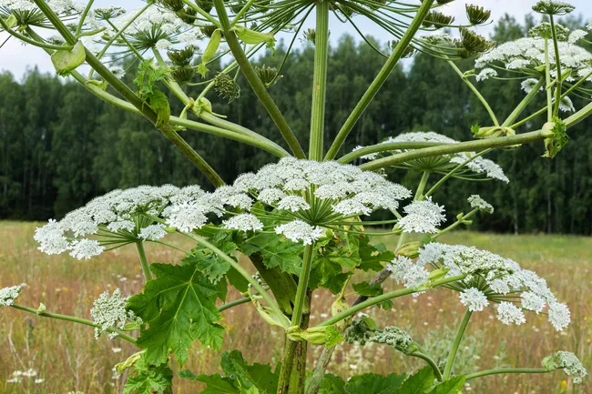 large fiberous stock with small white flowers