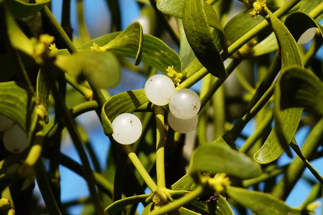 white berries on mistletoe plant