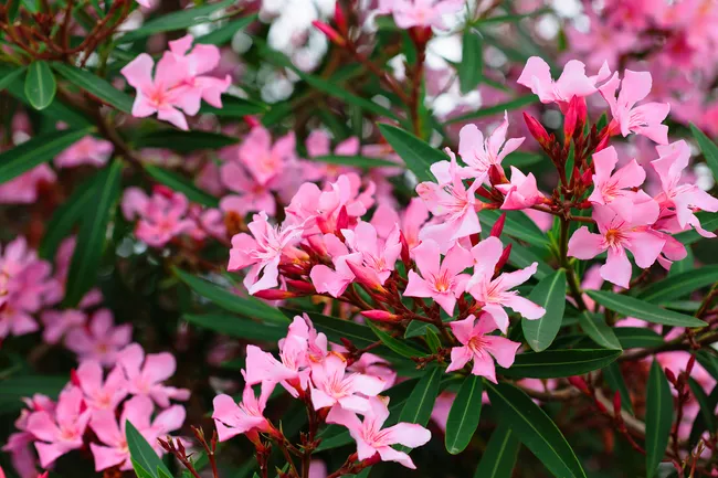 pink flowers on bush