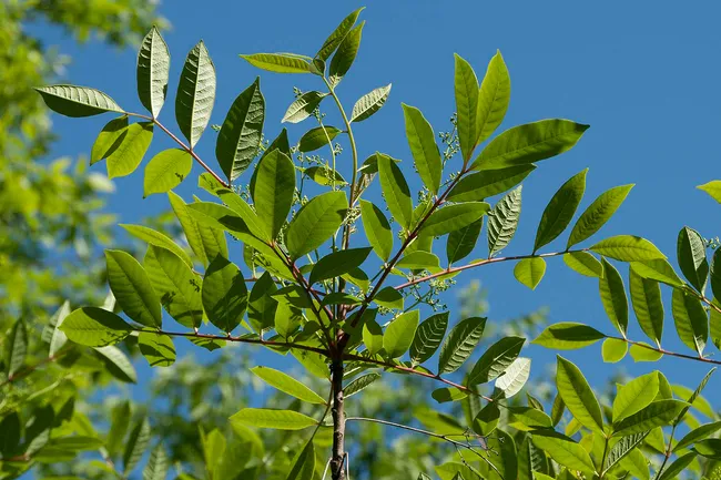 poison sumac leaves