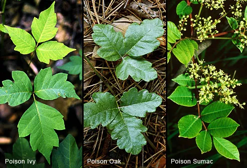 Poison Ivy Oak And Sumac Pictures Of Rashes Plants,Plywood Thickness