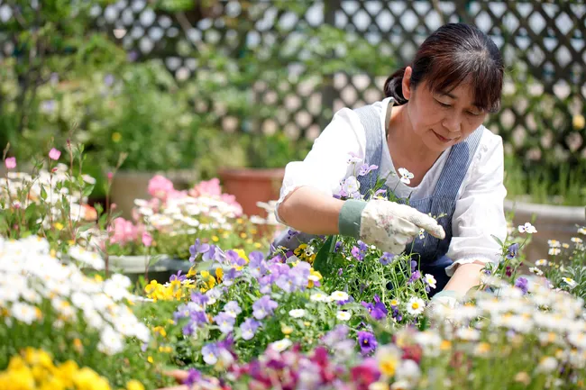 Photo of mature woman gardening