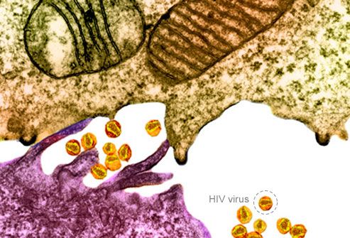 Virus HIV Cáº­n cáº£nh