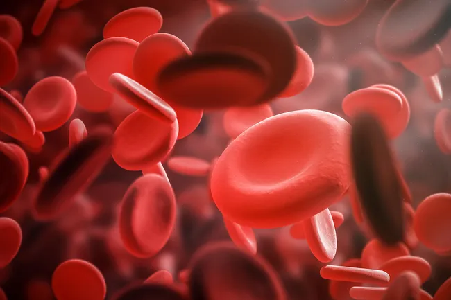 photo of red blood cells